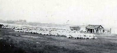 picture of a herd of sheep